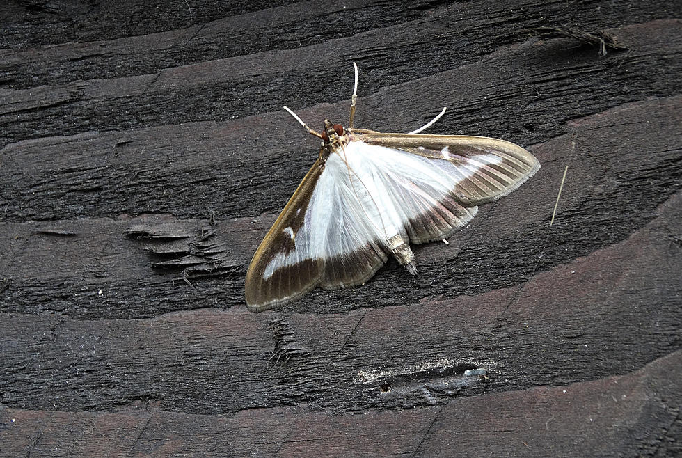 New Invasive Moth Species Found In Michigan