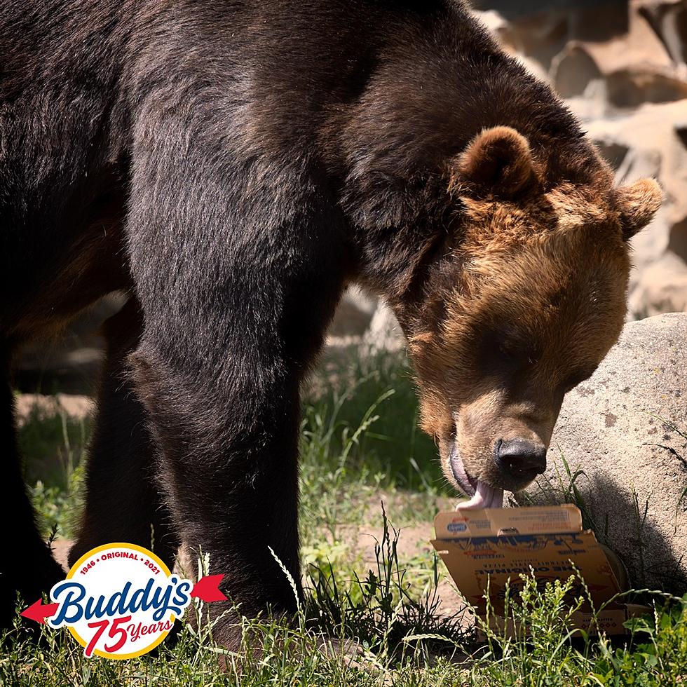 TOO CUTE: Buddy&#8217;s Delivered Pizzas to the Animals at Detroit Zoo