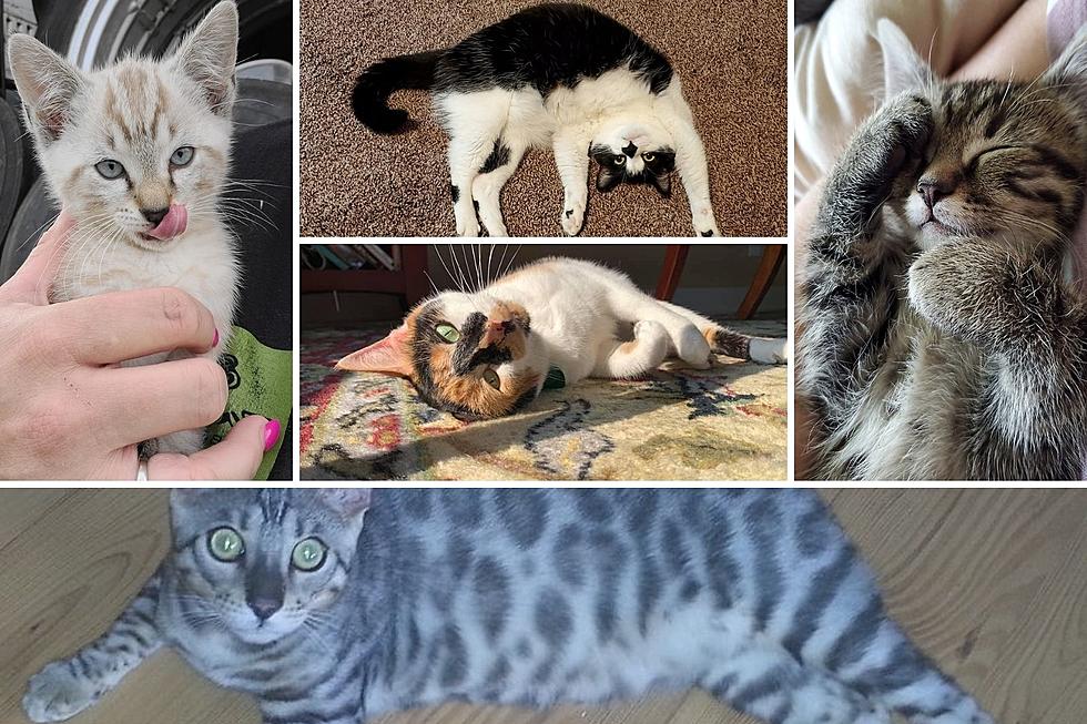 Vote Now For West Michigan’s Cutest Cat