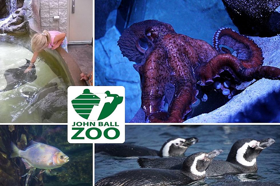 John Ball Zoo&#8217;s &#8216;Shedd&#8217; Style Aquarium Might End Up On The Lakeshore Instead Of Grand Rapids