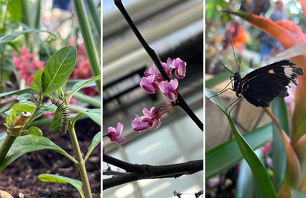 Don’t Let It Fly By: A Look Inside The Butterflies In Bloom At The Frederick Meijer Garden