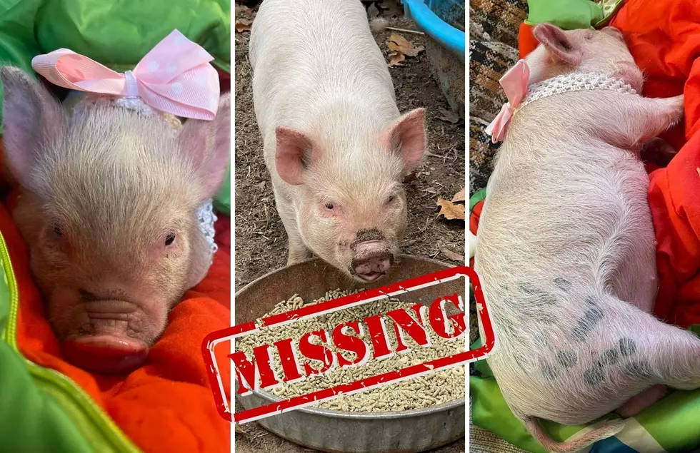 Can You Help?: This Rockford Pig is Missing