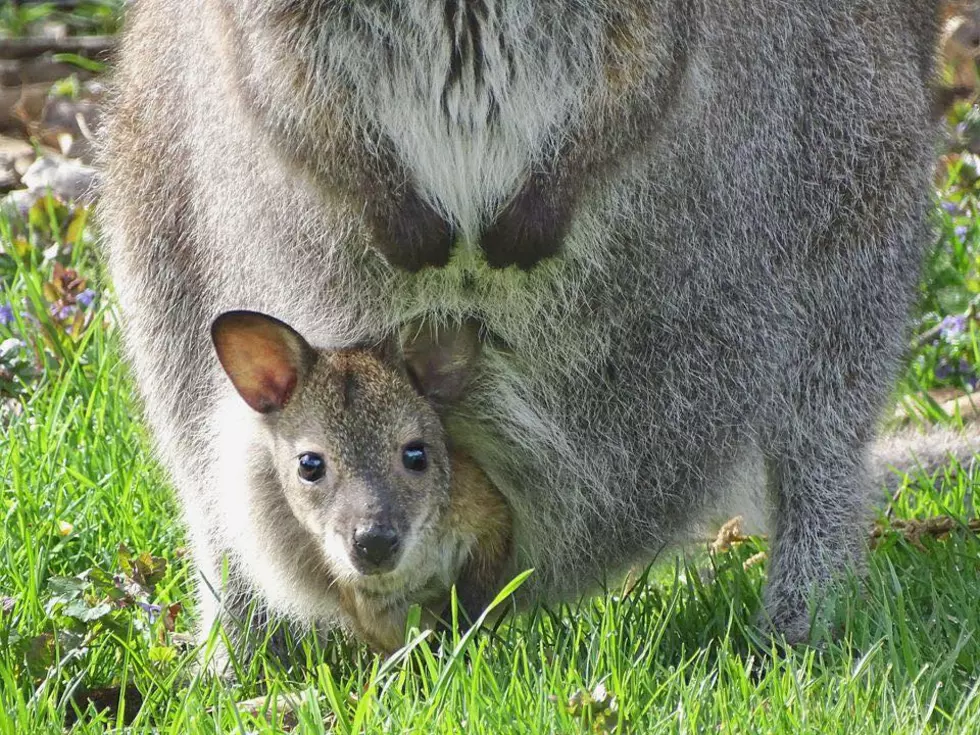 Have You Seen This Wallaby? The Detroit Zoo Is Looking For Him
