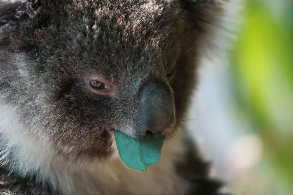 The John Ball Zoo Is Welcoming Two New Koalas For The Summer