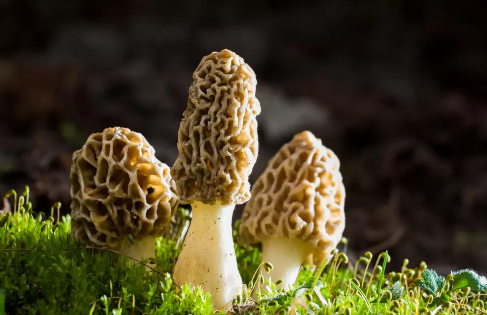 Want To Pick Mushrooms In Michigan? This Class Will Teach You
