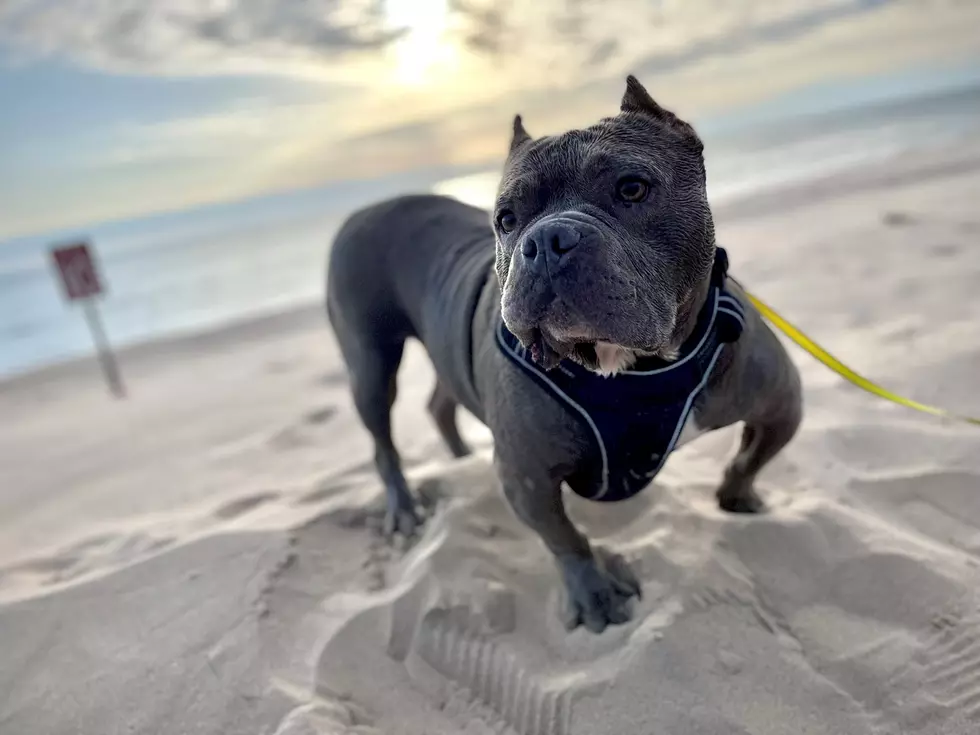Check Out These 6 Lake Michigan Beaches That Your Dog Can Enjoy Too