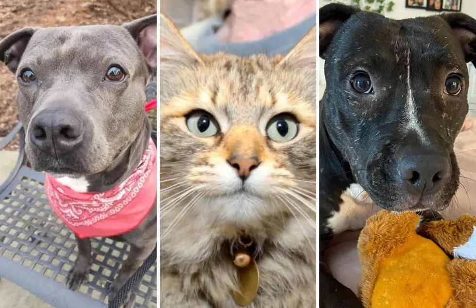 The 10 Cutest Pets You Can Adopt In Michigan This Week For Only $25