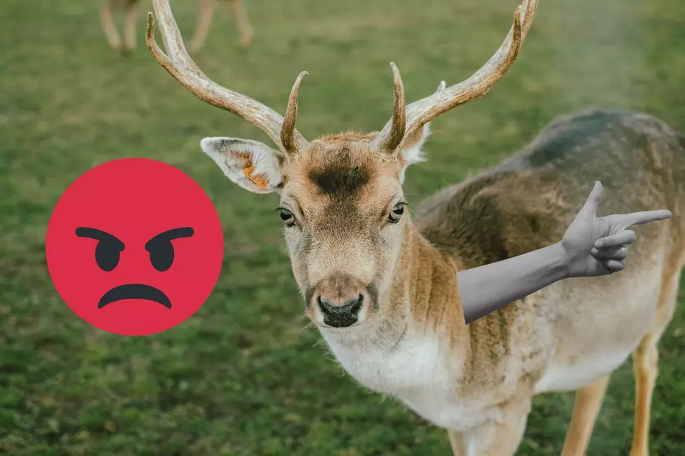 Bambi is at it again! 6 of the deadliest animals in Michigan