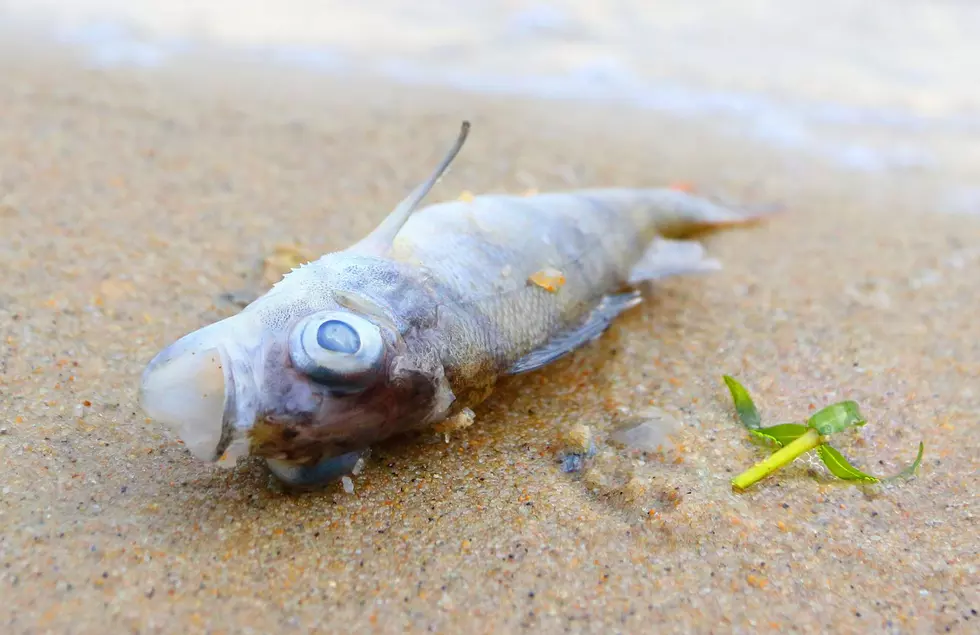 What’s Going On? Dead Fish Keep Piling Up On Lake Michigan Shoreline