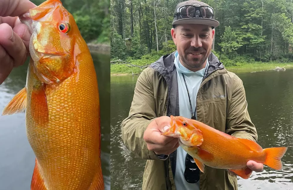 What’s In The Water? Man Catches Extremely Rare Orange Fish In Michigan River