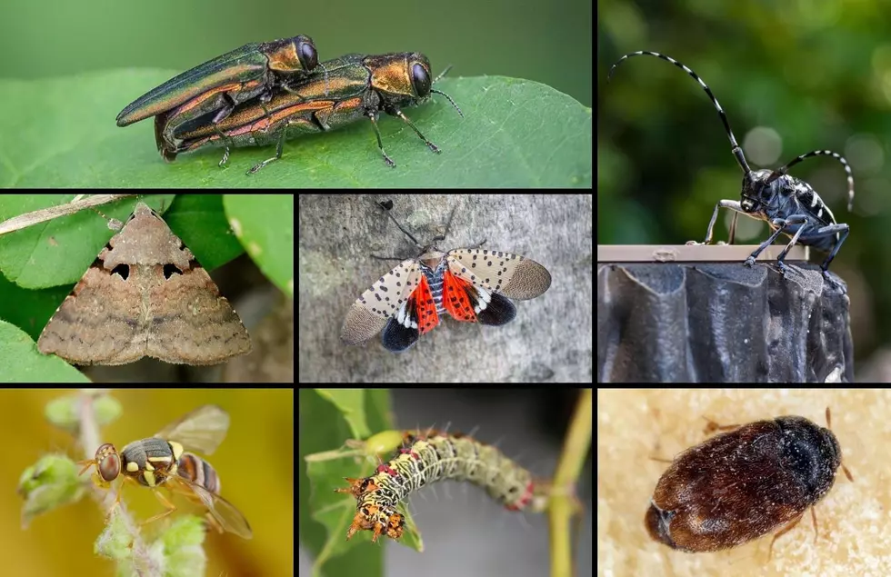 If You See Any Of These 7 Bugs In Michigan, Kill Them Immediately