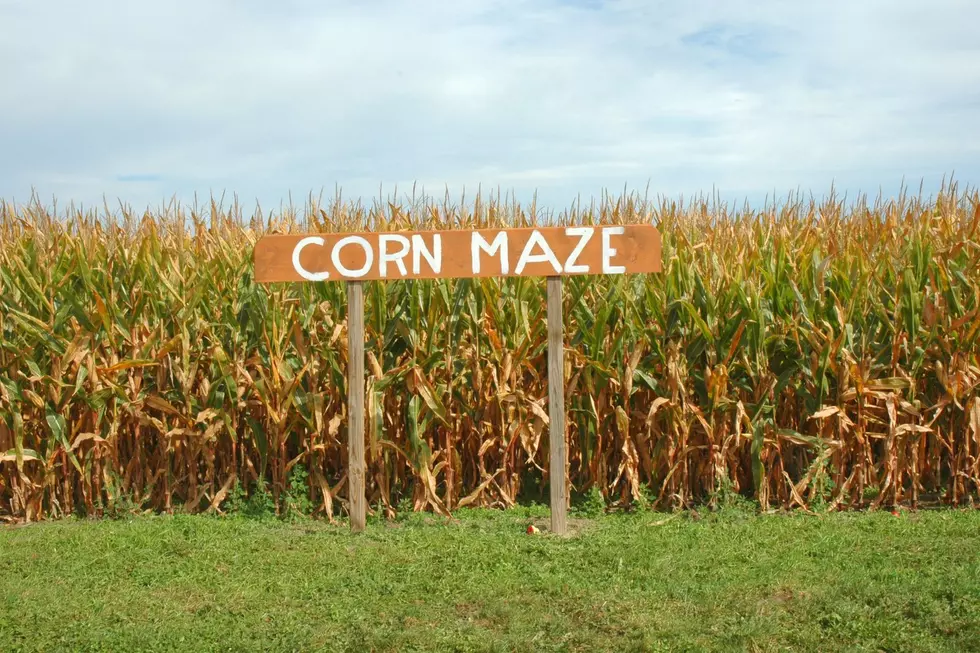 Get Into Your Spooky Vibes At The Best West Michigan Corn Mazes