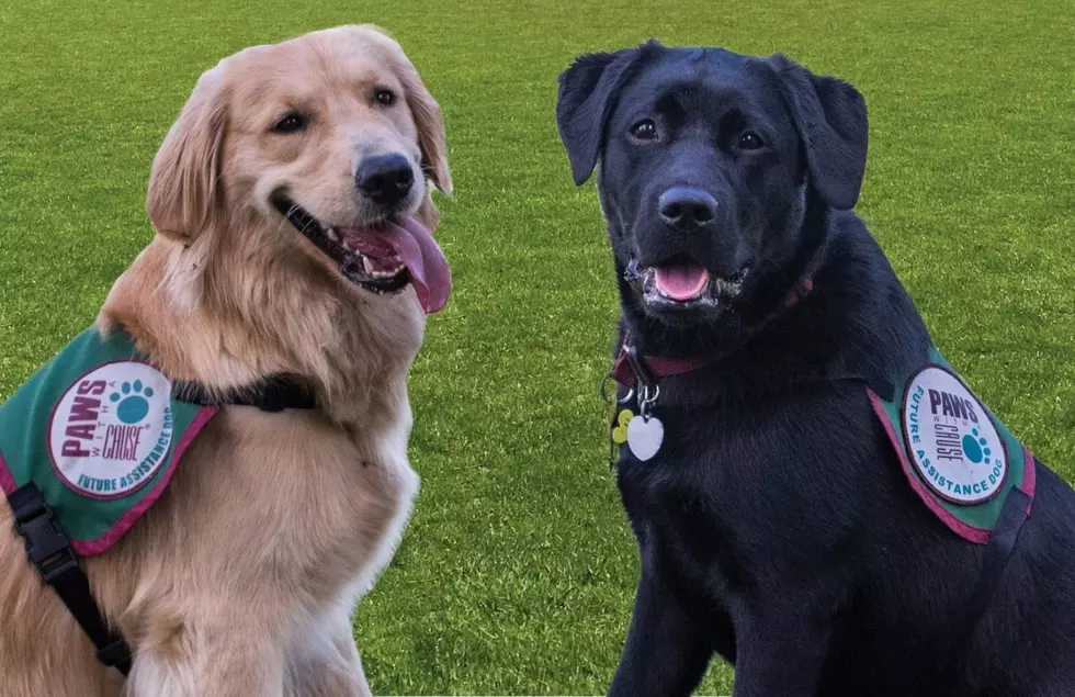 West Michigan Non Profit Helps People Be More Independent Thanks To These Good Boys