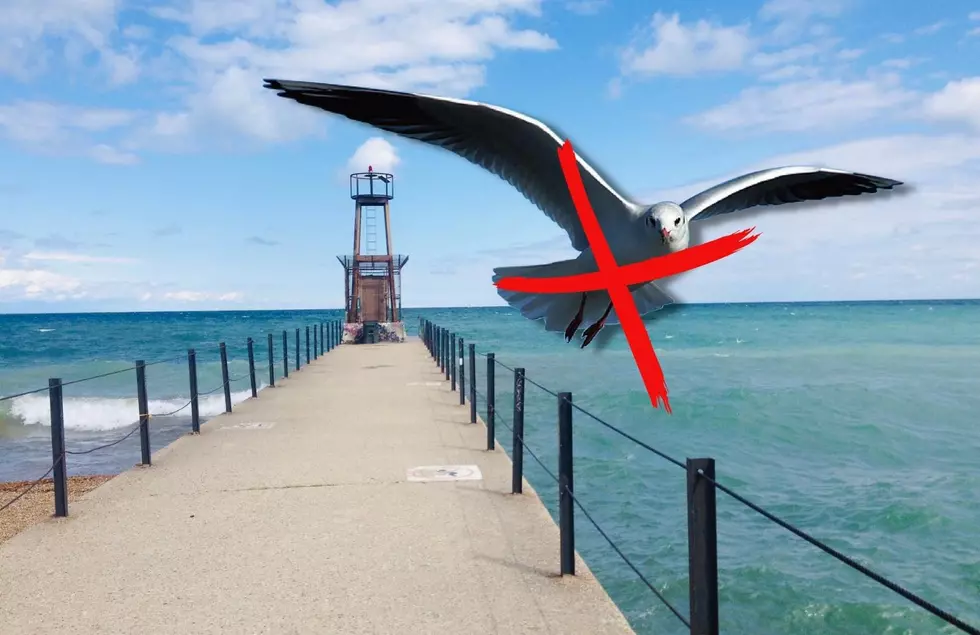 No, Michigan Doesn't Actually Have Seagulls