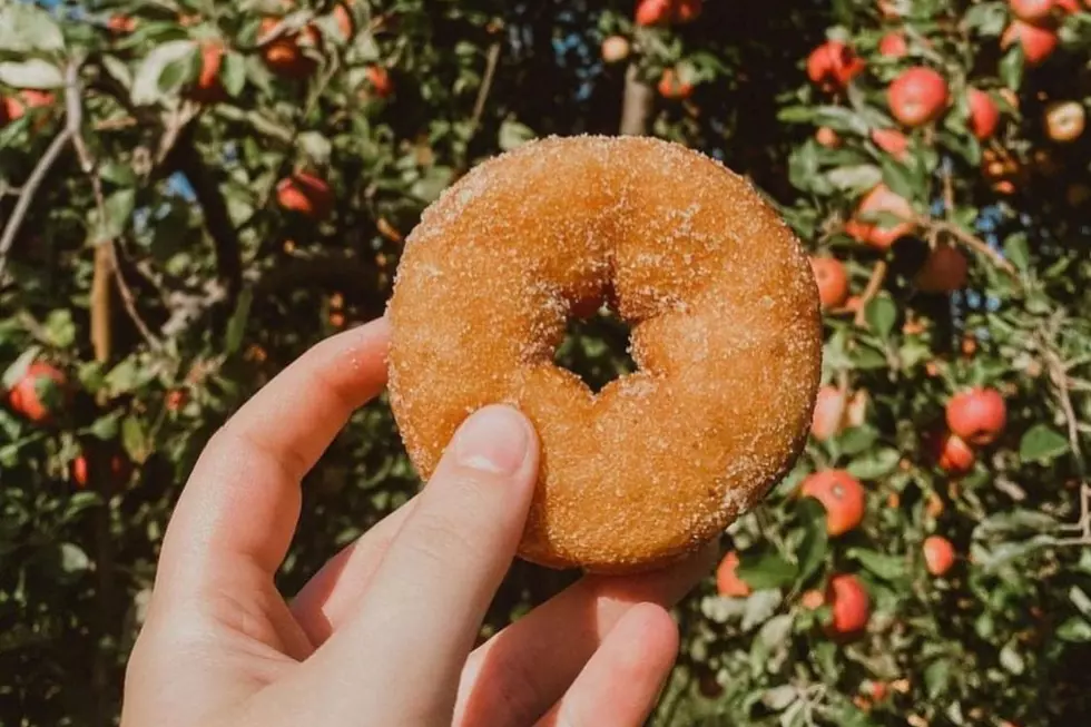 Check Out West Michigan’s Best Cider Donuts in 2022 [Ranked]