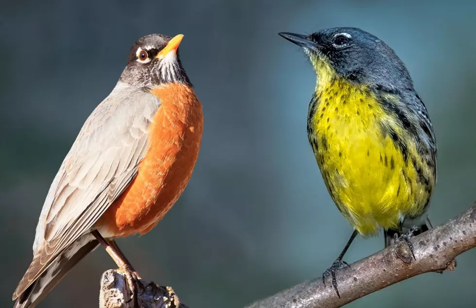 After Almost 100 Years Could Michigan Be Getting A New State Bird?