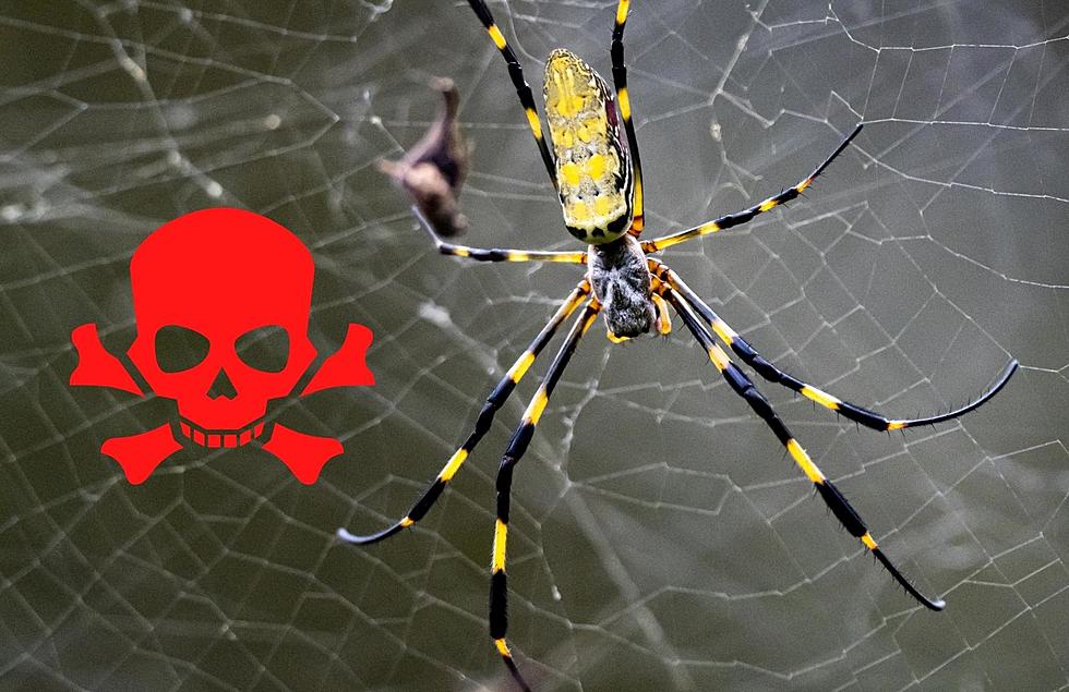 Venomous Giant Flying Spiders From Japan Could End Up in Michigan