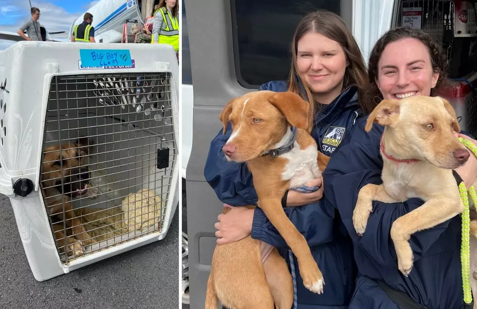 Grand Rapids based Bissell Pet Foundation saves 200+ homeless pets after hurricane Ian