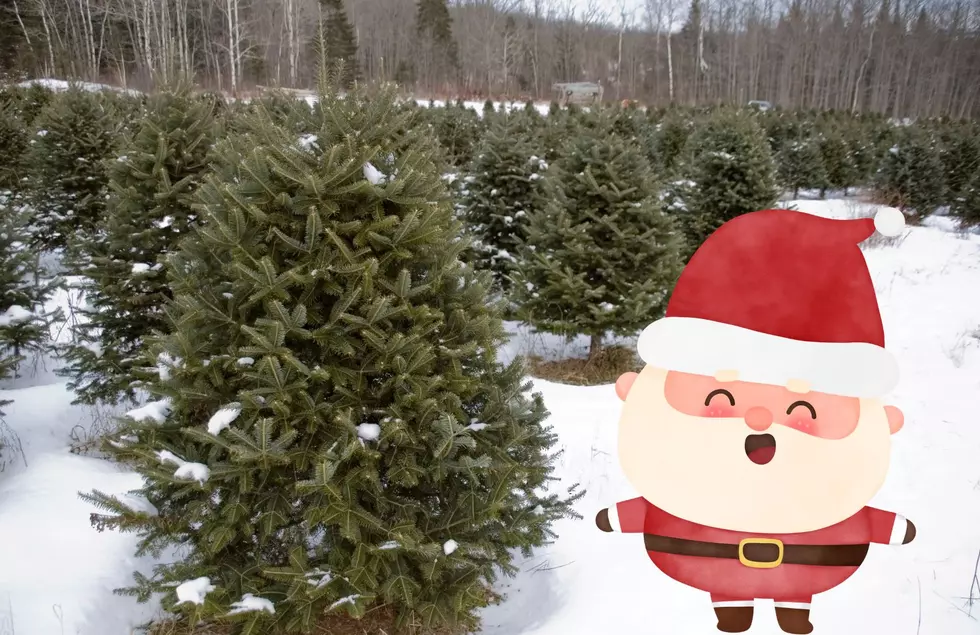 Need A Real Christmas Tree? Here’s 10 Places To Get One In West Michigan