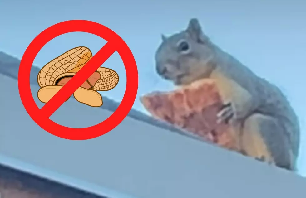 Grand Rapids Squirrel Picks Pizza Instead For No Nut November