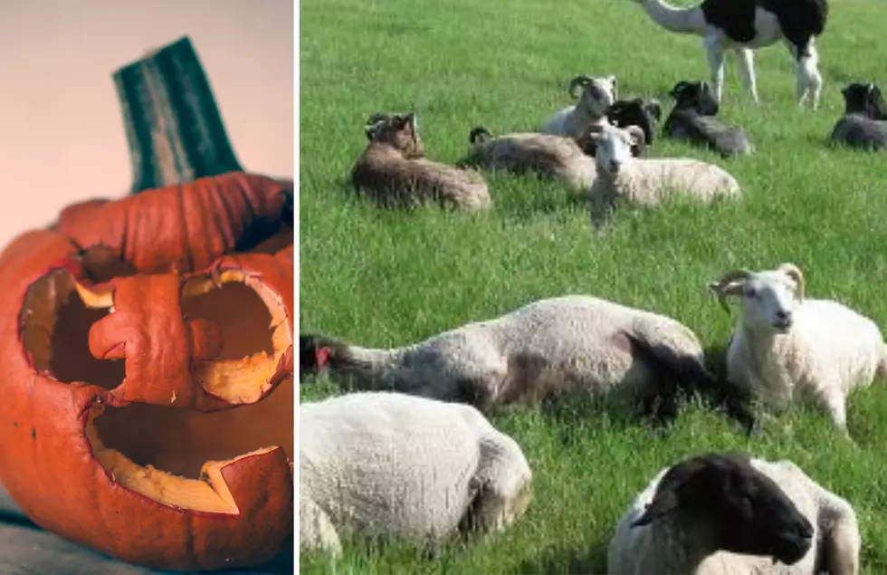 These West Michigan Sheep Would Love To Take Your Old Pumpkins To Snack On