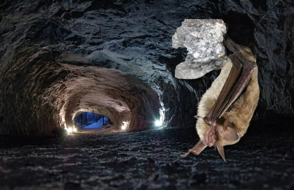 This Native Michigan Bat Species Could Soon Go Extinct