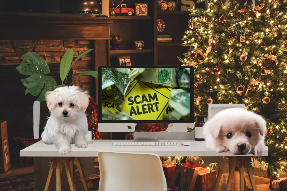 Michigan, Watch Out For Christmas Puppy Scams!