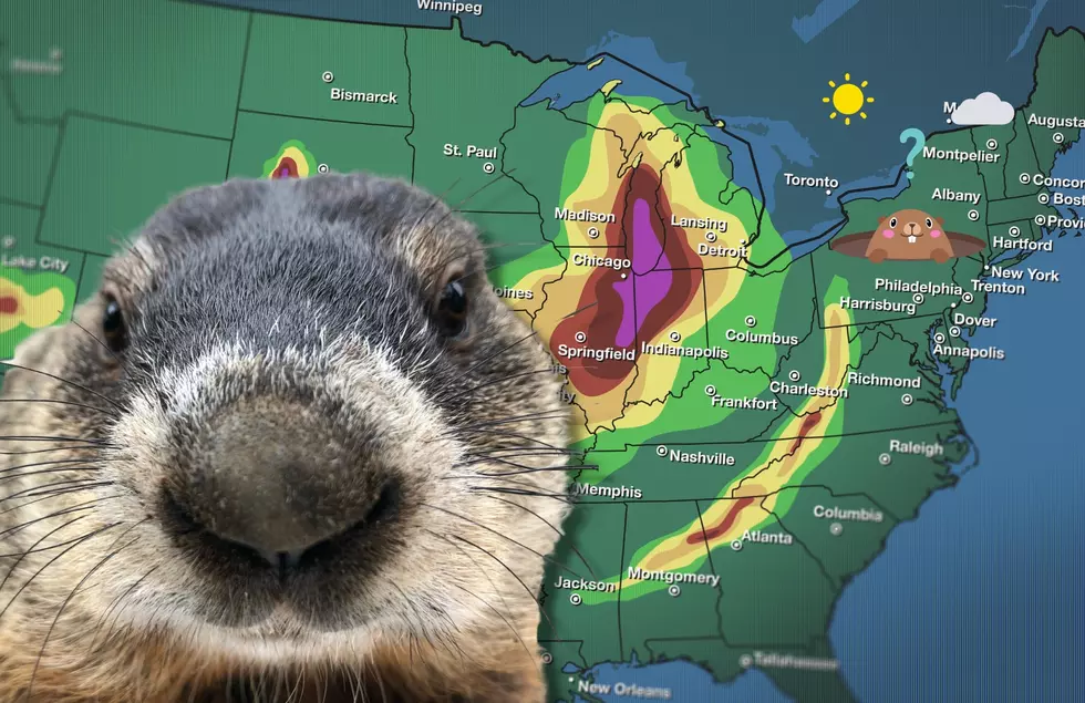 Meet Woody: Michigan’s own Groundhog Meteorologist