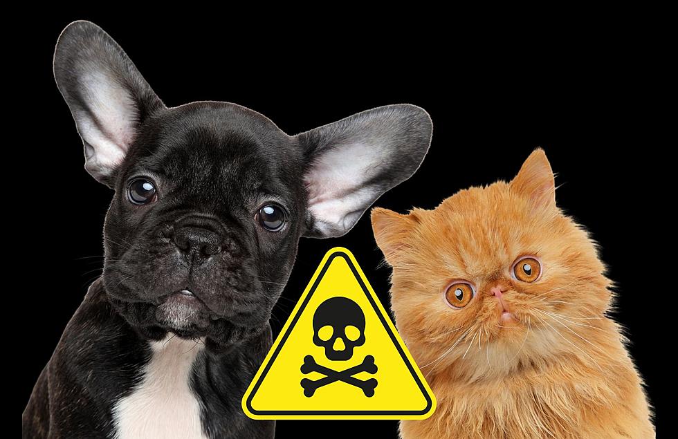 Poison To Your Pets: Keep These Five Toxic Things Away At All Costs