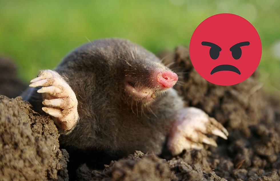 Say Goodbye to Moles: How to Get Rid of Them and Keep Them Away