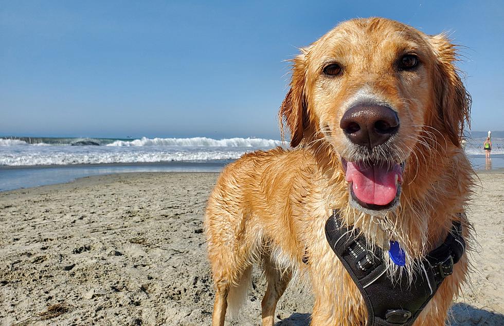 Bring Your Pet And Enjoy These 20 Pet Friendly Michigan Beaches