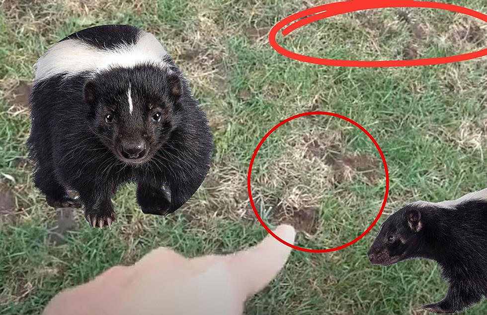Found These Little Holes In Your Yard? It Might Be A Skunk