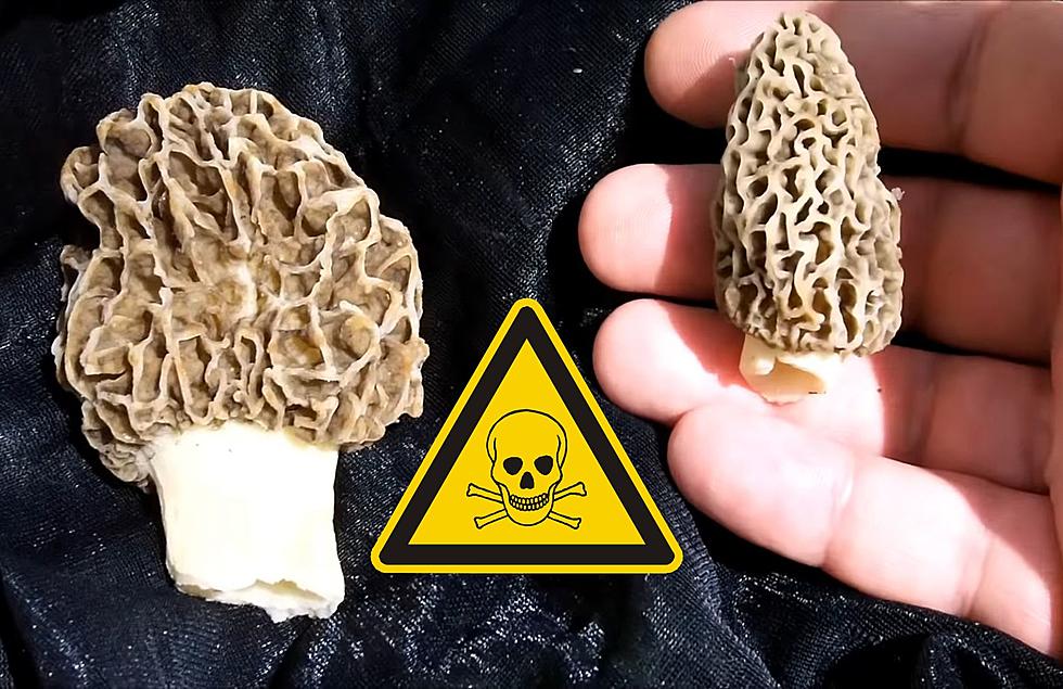 Michigan Mushroom Hunters Should Be Careful When Eating This Fungi