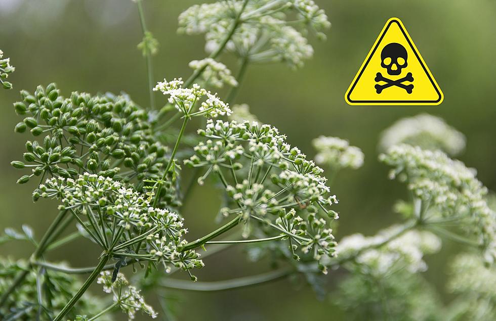 This Highly Toxic And Invasive Plant Has Been Found In Michigan