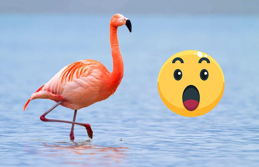 How The Heck Did Flamingos End Up In Lake Michigan?