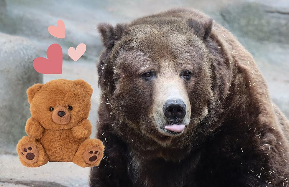 John Ball Zoo Giving Back In Honor of Yogi The Bear