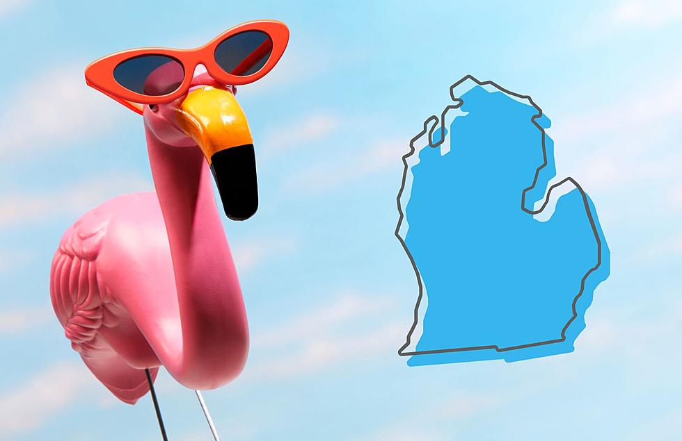 Say WHAT?! First-of-its-Kind Flamingo Spotted in Michigan
