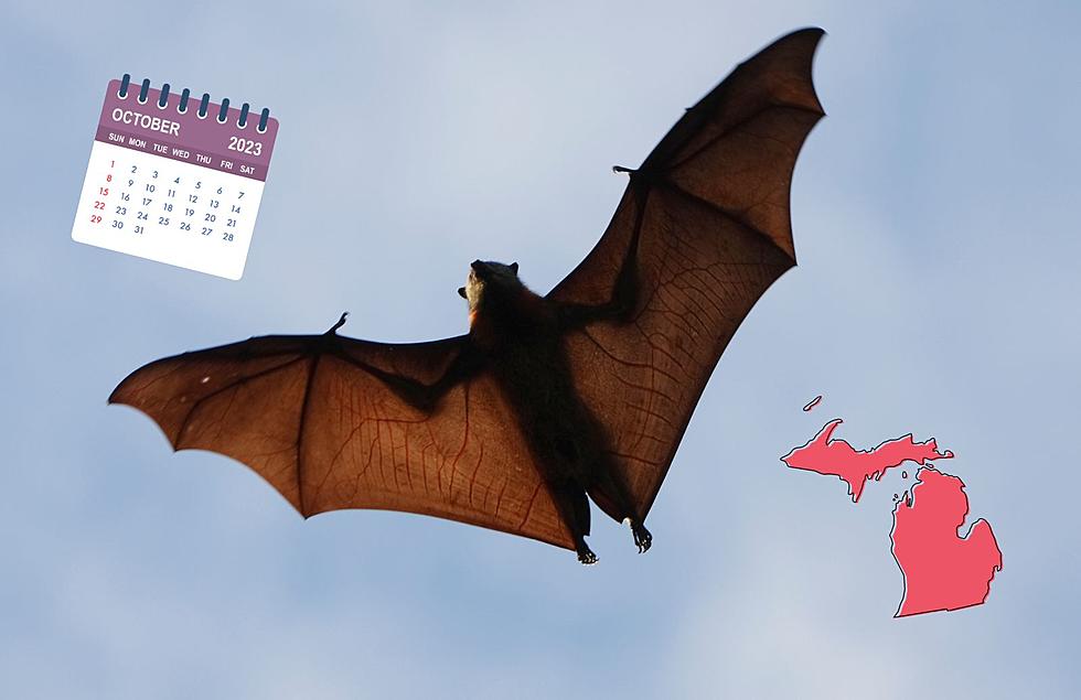 Just In Time For Spooky Season, It’s Bat Week in Michigan