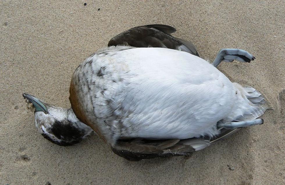 300 Dead Birds Found On Sleeping Bear Dunes Beaches
