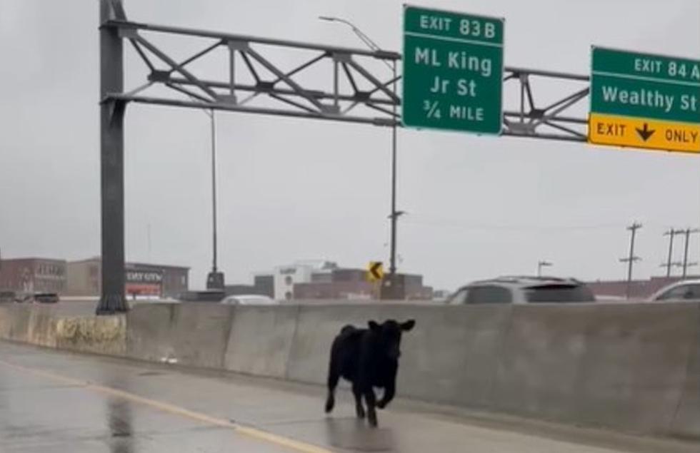 Video: Runaway Cow On 131 S-Curve Causes Traffic Back Up