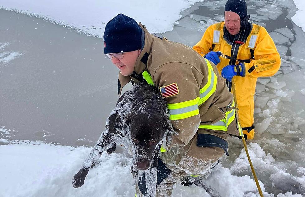 Heroic Rescue: Georgetown Township Fire Department Saves Dog From Icy Waters