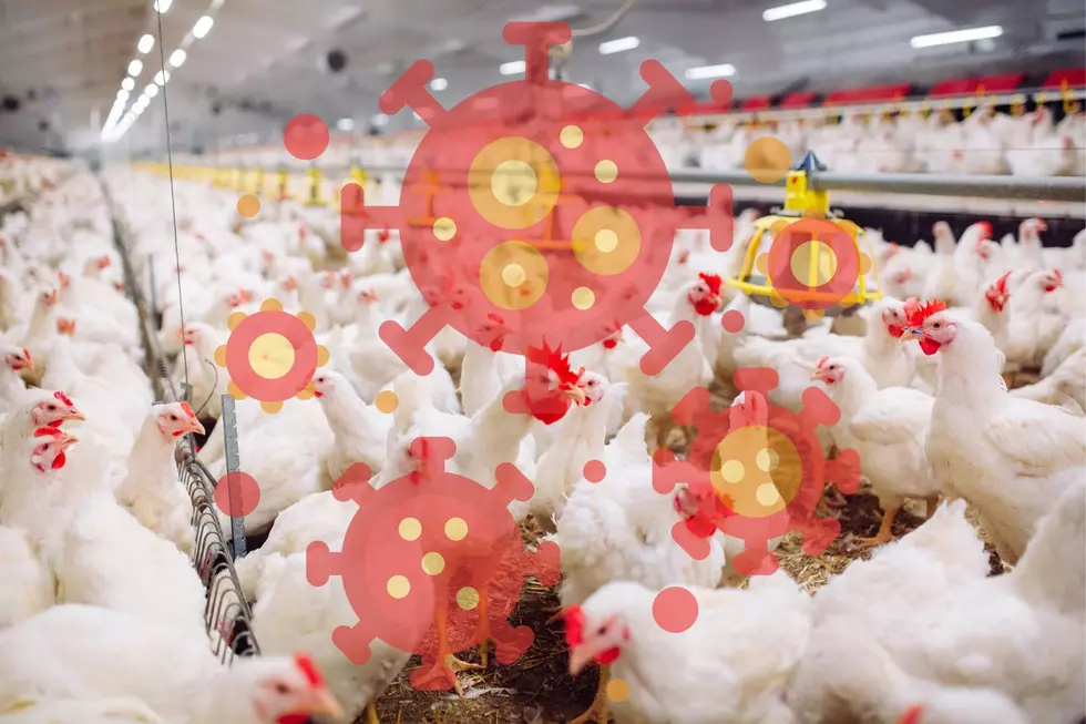 MDARD Reports Avian Flu Outbreak At Poultry Farm In Michigan
