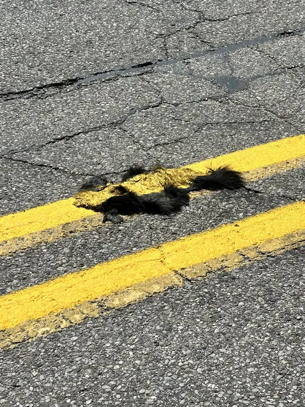 Dead Skunk Gets a Makeover From Grand Rapids Road Crew