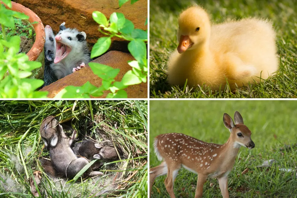 What To Do If You Find An &#8216;Abandoned&#8217; Baby Animal in Michigan
