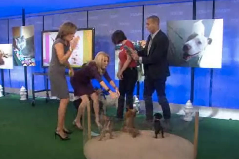Kathie Lee Dropped a Puppy on Its Head the Other Morning
