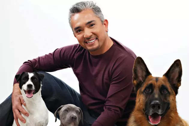 ‘The Dog Whisperer’ Will Be the Subject of an Upcoming Biopic