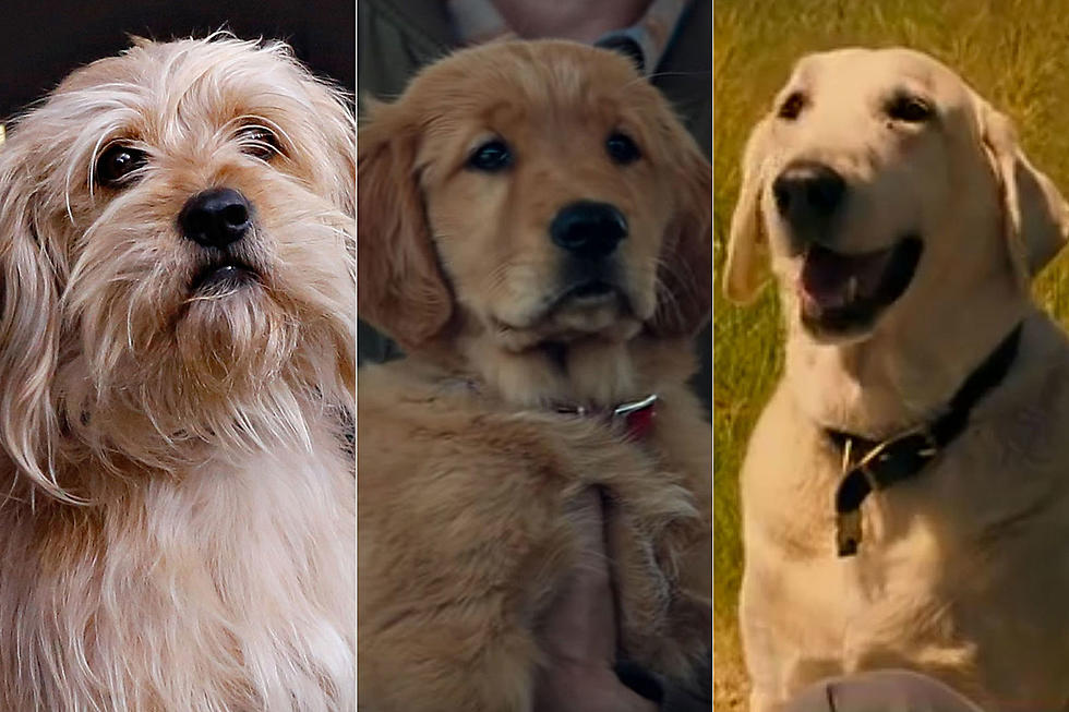The 25 Cutest Movie Dogs