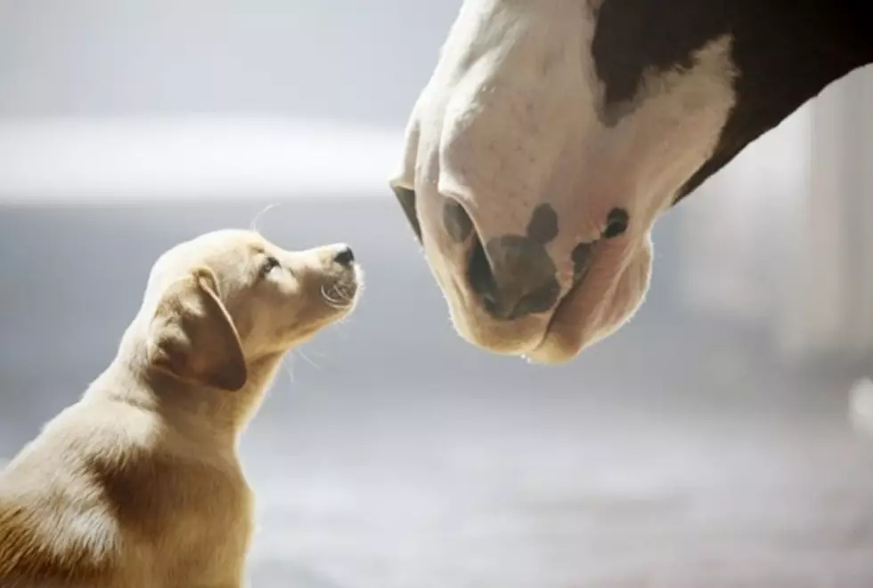 Your Dog Could Be the Next Face of Budweiser