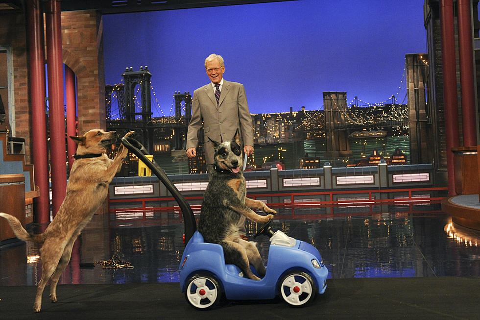 David Letterman’s ‘Stupid Pet Tricks’ Is Getting Its Own Series