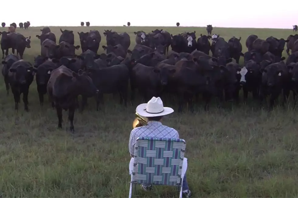 Cows Love Them Some Lorde Played on Trombone
